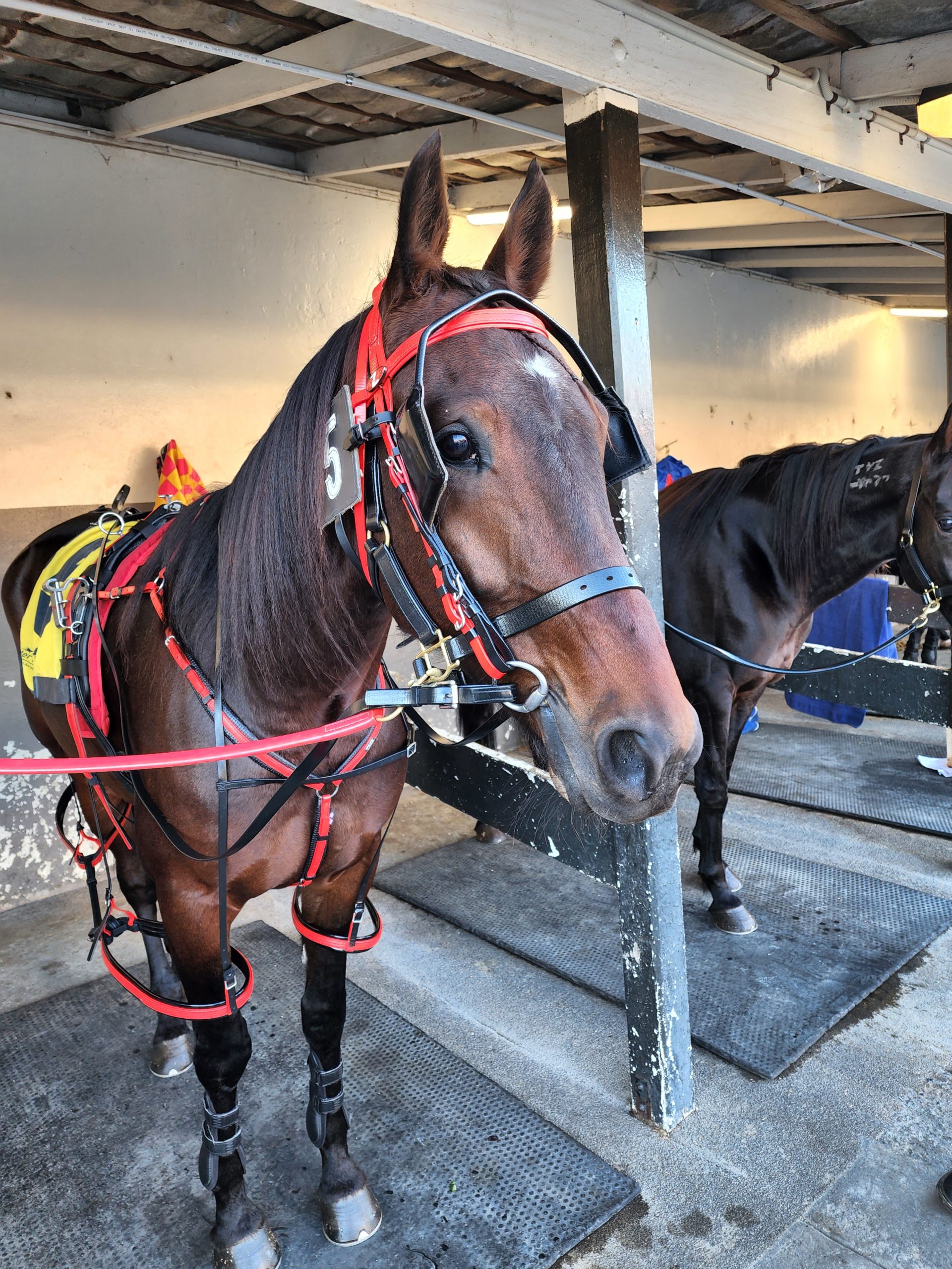 Eldaytona 2 not cropped