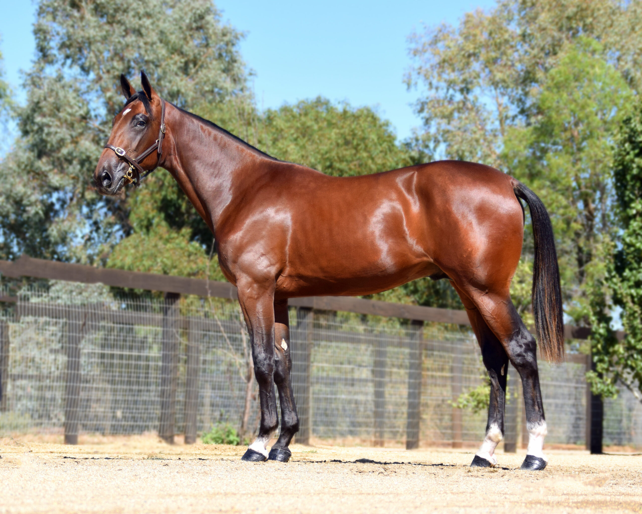 Downbytheseaside - Badelaide 2021 colt