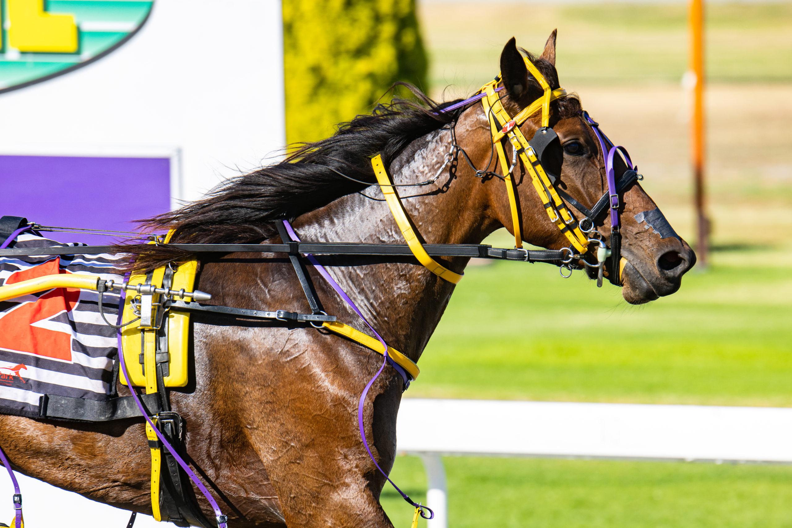 Heartofahlia full res 21.2.23