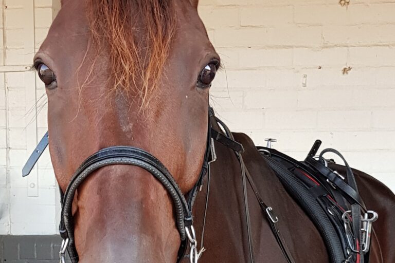 Vultan Tin 1 – cropped