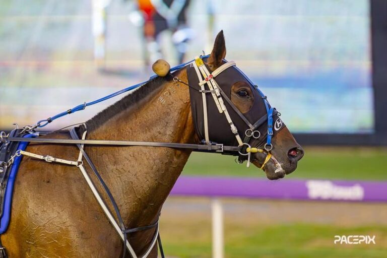 Solesso Matuca 150324