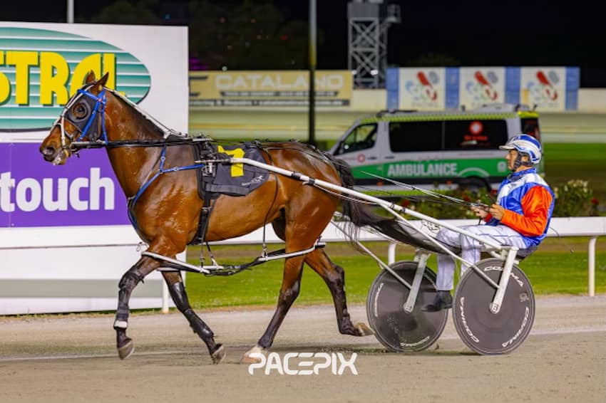 Montana Glory 311023