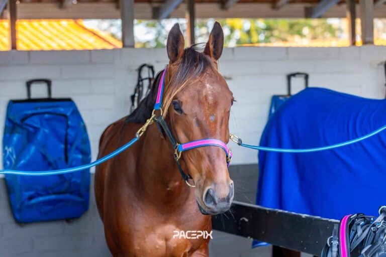 Tenzing Bromac 0908024