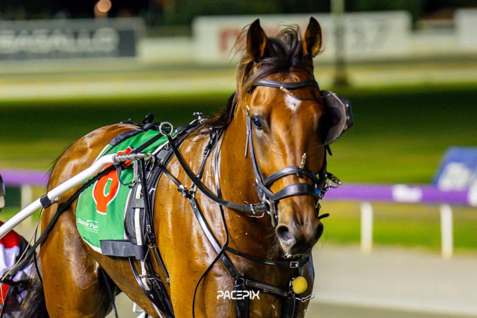 Insta Gator 31122023